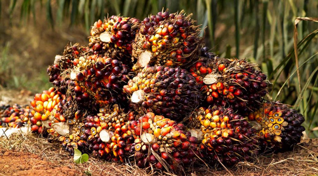 Palm Oil and The Goodness It Brings